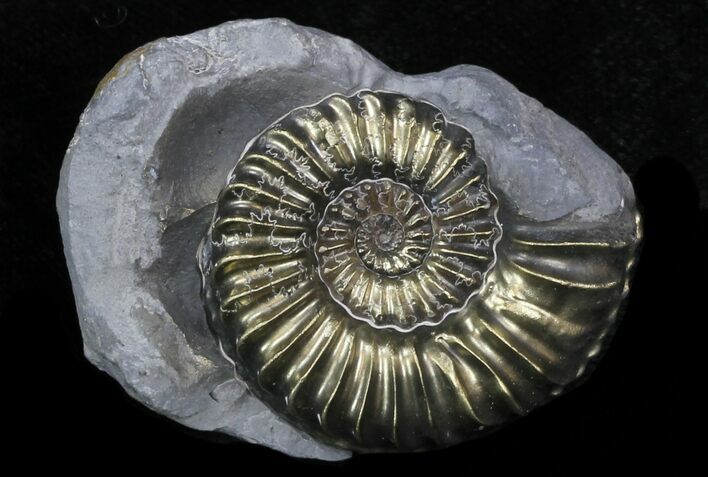 Pyritized Pleuroceras Ammonite - Germany #33060